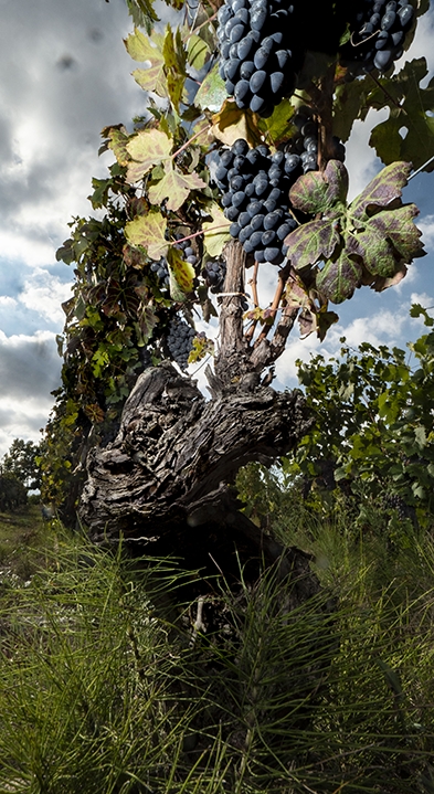 Annata 2022: il punto di vista di un viticultore